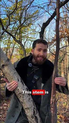 Birch Bark Development