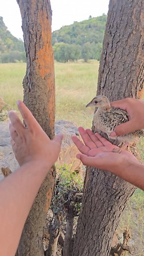 Partridge Climbing Trees for Hidden Termites | #termites #partridgechicks #voice #pets #BirdingInAmerica #USA_Wildlife #NatureInUSA | Birds 9
