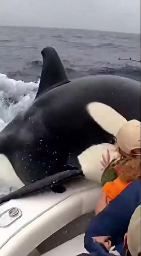 Killer Whale Hunting Sailfish – The Ocean’s Intelligent Predator