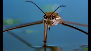 Microcosmos: Le peuple de l'herbe 1996