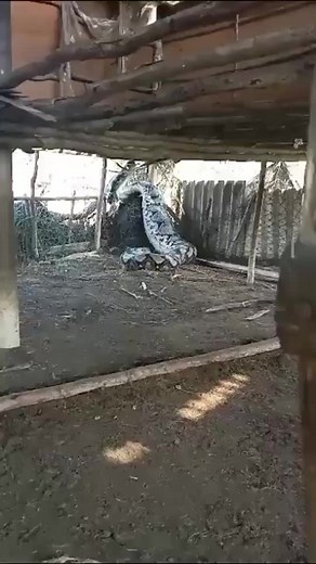 Piton reticulada #vidaselvagem #piton #sucurigigante #animaisselvagens