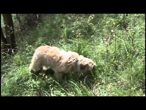 Berger des Pyrénées au troupeau.