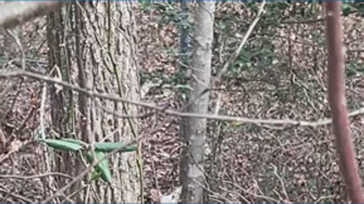 White deer in Asheboro