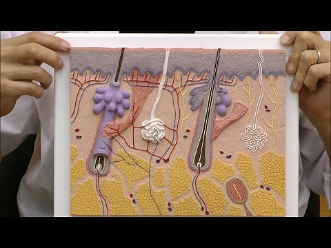 頭皮の断面を3層に分け，毛根や脂腺など確認できる拡大模型│J10