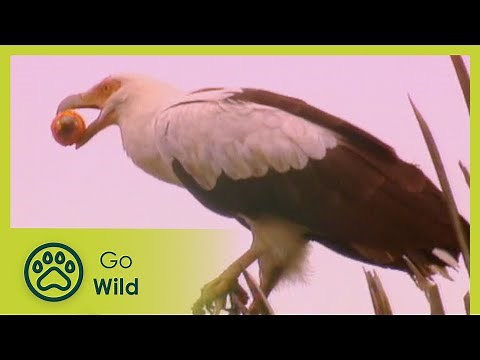 Vulture Culture - Vultures - Nature's Greatest Moments - Go Wild