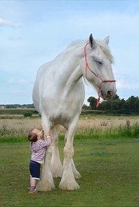 Adorable ce petit enfant câlinant ce cheval bien calme et coopérant | Au pays des animaux