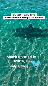 3.7K views · 30 reactions | No one misses the party at Crab Island on a holiday weekend !! Friendly visitor today … just stopped by to say hey! 麗 麗 www.crabislandjimmyscharters.com 麗 麗 #destin #crabisland #crabislanddestin #crabislanddestinflorida #destinfloridafishing #emeraldcoast #okaloosa #florida #hammerhead #veteranowned #veteranownedandoperated | Crab Island | Facebook