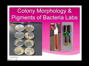 Colony Morphology and Pigments of Bacteria Labs