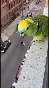 264K views · 4.1K reactions | This talking parrot yelled ONE sentence… and the couple immediately started fighting 列 Savage Parrot strikes again. ⸻ #SavageParrot #TalkingParrot #ViralReels #PublicDrama #FunnyAnimals | Savage Parrot | Facebook