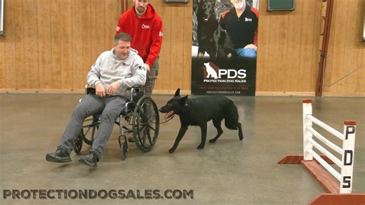 German Shepherd prepares for Wheelchair