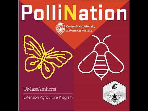 301 - Mason Bees 101: How to Care for Blue Orchard Bees (and Stop Houdini Flies) | PolliNation