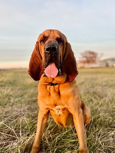 10K views · 745 reactions | Moose told me he wanted to share his singing voice with the world. He was a little nervous to make his first debut, but his voice is too beautiful to keep hidden. Enjoy | Moose.Bloodhound | Facebook