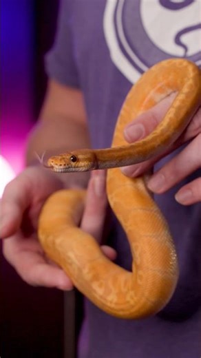 Super OD UltraSun Ball Python | #ballpython #reptiles #snake