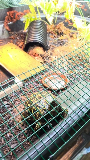 turtle enclosure escape proofing. #turtle #boxturtle #diy