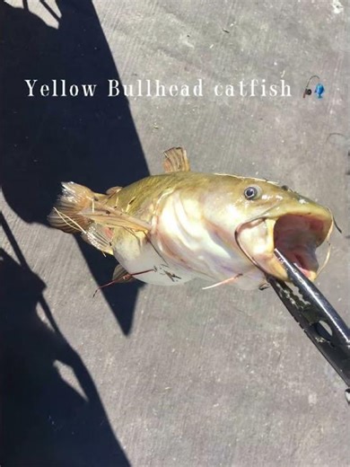 Yellow Bullhead Catfish