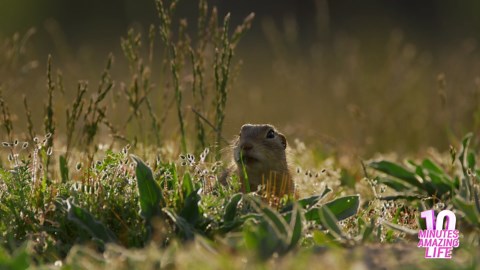 Ground Squirrel Feeding