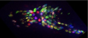 Unraveling the mysteries of the brain with the help of a worm