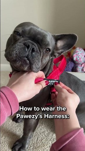 Look how easy it is to wear the Pawezy harness!