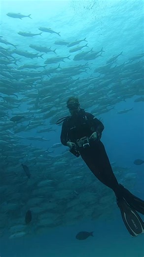 14 reactions |  Dive into the magic of Cabo Pulmo! Here, every dive...