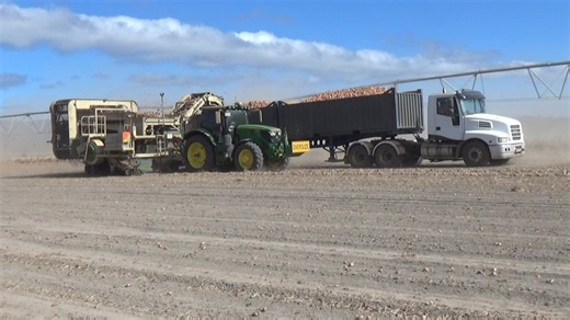 The last clip I have of gun operator Matt Groom harvesting brown onions, at "Glendale", Bishopsbourne, back on 31st March 2025. In this clip Groomy is loading gun truck driver Terry Russell, of Troy Wright Holdings. | Craig's Farming Photos & Videos
