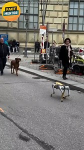 Robot Dog vs Real – #robotreaction #featherlesschicken #virals #fypシviralシ2024 #fypシ | Fact Mentor