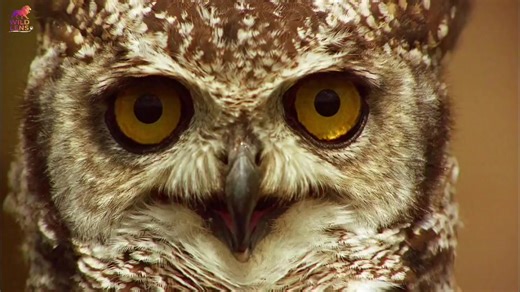 Spotted Eagle-Owl: A Majestic Wild Animal