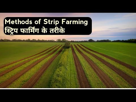 Strip farming and its Importance | Strip farming | स्ट्रिप फार्मिंग के तरीके, स्ट्रिप क्रॉपिंग