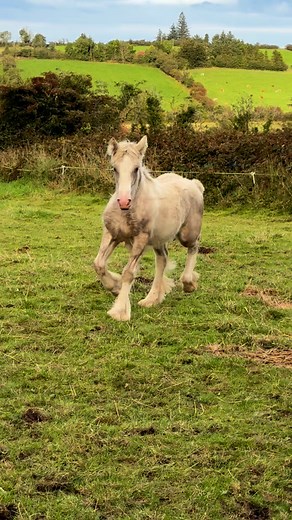 🇨🇮DAVIES IRISH BAMBI🇨🇮 A Top Class Black Silver Dapple Filly Foal @ Nearly 5 Months🇨🇮 #followerseveryonehighlightssfypシ゚viral #followerseveryone #daviesirishcobs #horsesoftiktok #everyonefollowers #heavycobs #horseshow #irishcob #heavyhorse #horsesofinstagramdaily | Davies Irish Cobs