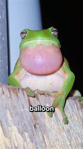 How Do Frogs Make Sounds 😱