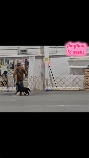 #AmyRose ❤️ Still taking the show ring by storm, her 3rd time out! It's in her genes. She's a natural. If weather makes the drive safe, she will be in a UKC 3-6 month Puppy Match beginning of December. Just south of Kansas City. Next time around will be Spring 2026! 😇13 weeks old😇 #smartypants #ukcdogs #ukc #unitedkennelclub #conformationdog #puppy #puppies #englishlab #labrador #englishlabrador #britishlab #showdog #bestinshow #akc #showdogtraining #dogshow #dogshowlife #dogtraining #blacklab