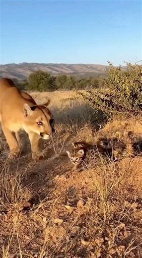 Power Test: Bengal Cat vs Cougar Instinct #felineevolution #bigcatsmallcat #geneticlink