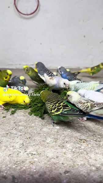 Captivating Bird Songs: Parakeets in Nature