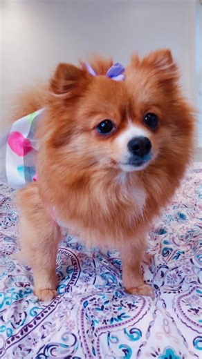 Google Translate Funny Moments with Dogs