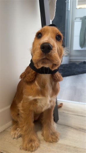 #chiot #cockerspaniel #puppy #pourtoi