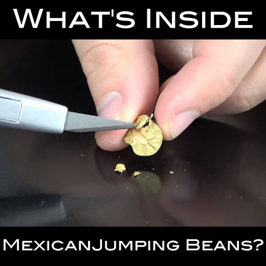 We cut open Mexican jumping beans. You'll Never Guess What We Found 😮 #mexicanjumpingbeans #beans #whatsinside | What's Inside?