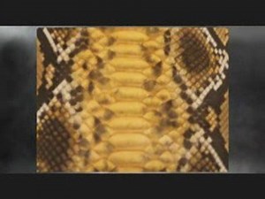 Python Skin and Finishes