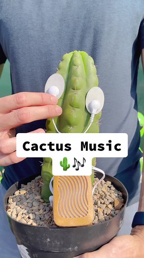 Alien Cactus Plant Music with PlantWave Device