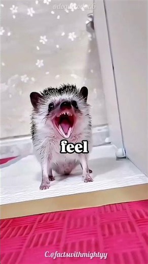 🦔 Hedgehog Facts That Will Surprise You!