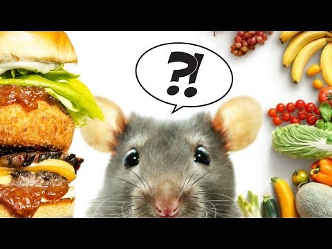 The best BAITS for trapping rats and mice!