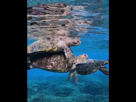 Mating turtles! 🐢❤🐢 Location: Great Barrier Reef, Australia
