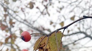Wisconsin birds: Crabapples, hawthorns make difference during migration