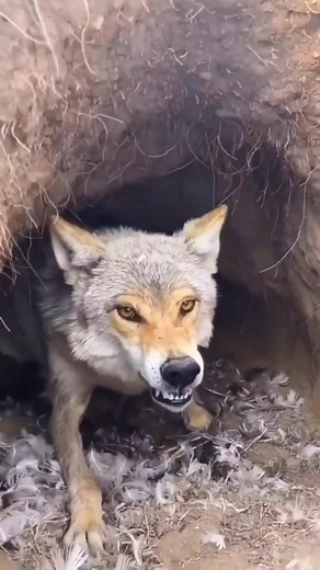 Don’t come to close!! 😳🐺 . . #wolf #wolves #wolfpack #wolflove #wolfstagram #wolflover #wolfdog #wolfpup #wolfspirit #graywolf #timberwolf #wildwolf #savethewolves #wolfart #wolfgram | The Wolf