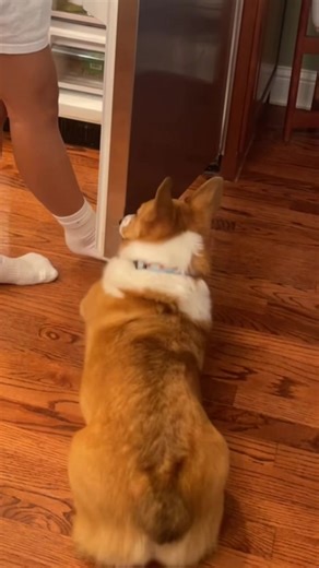 Corgi in training - learning how to close the fridge #corgi #corgisoftiktok #dogsoftiktok #corgiintraining