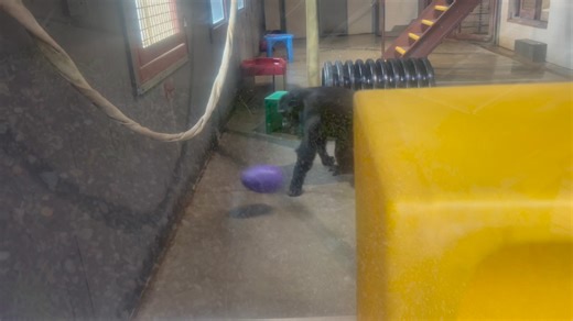 3.5K views · 189 reactions | Rainy day? No problem! | Chimpanzee Sanctuary Northwest | Facebook