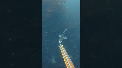 Fish eat my spear