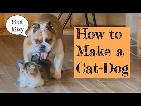 how to make a cat/dog