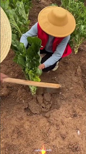 High Survival Rate! Full Process of Vegetable Plant Transplanting