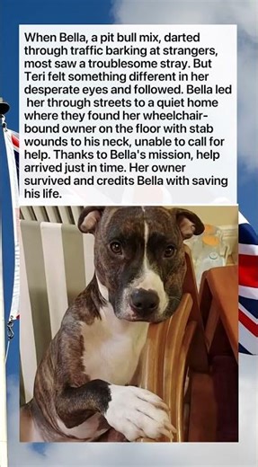 Dog's Desperate Barking Saved Her Owner's Life