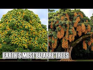 The Strangest Trees on Earth! 10 Mind Blowing Trees From Around The World!