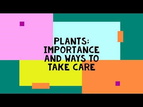Plants: Importance and How to Take Care